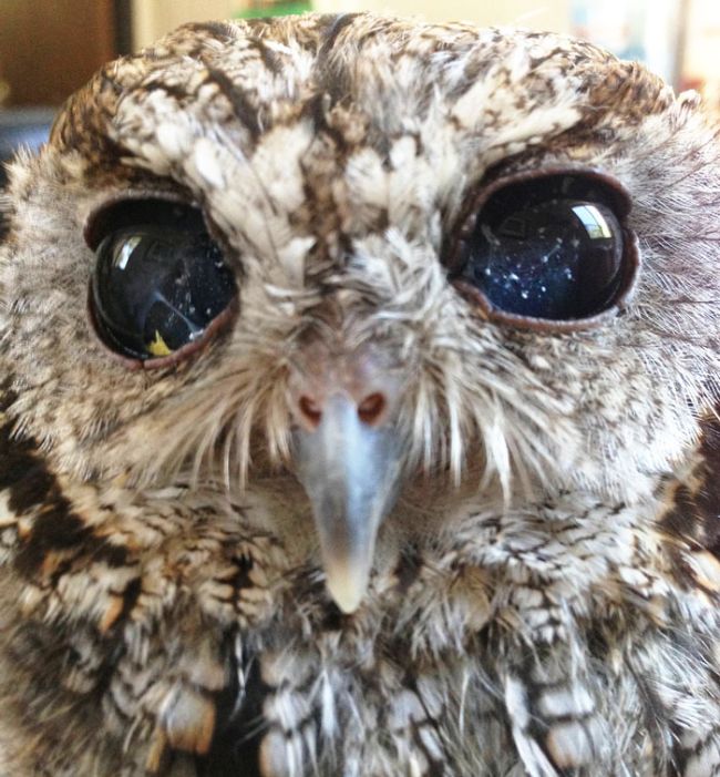 Blind owl with stars in eyes, Wildlife Learning Centre, Sylmar, California