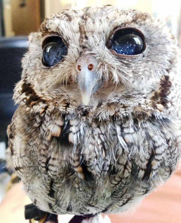 Blind owl with stars in eyes, Wildlife Learning Centre, Sylmar, California