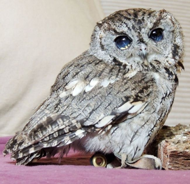 Blind owl with stars in eyes, Wildlife Learning Centre, Sylmar, California