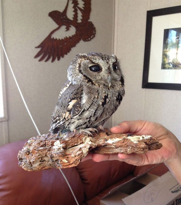 Blind owl with stars in eyes, Wildlife Learning Centre, Sylmar, California