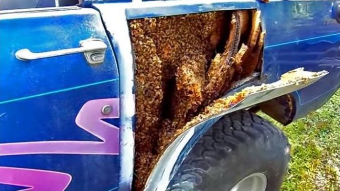 swarm of bees inside the car