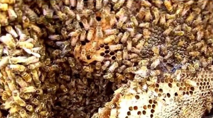 swarm of bees inside the car