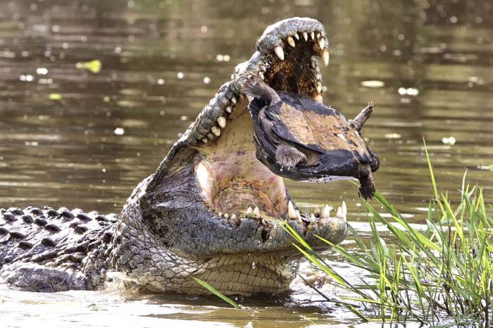 turtle escapes from a crocodile