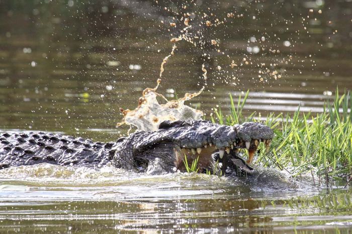 turtle escapes from a crocodile