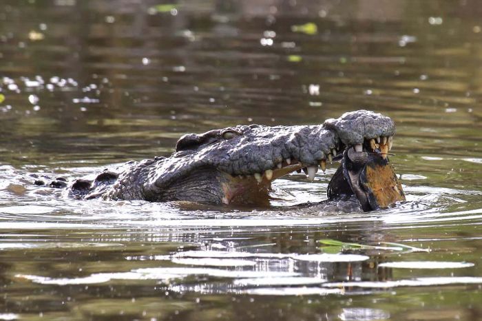 turtle escapes from a crocodile