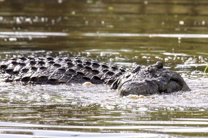 turtle escapes from a crocodile