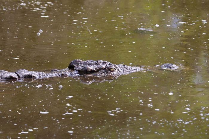 turtle escapes from a crocodile