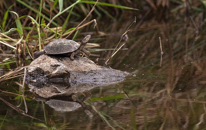 turtle escapes from a crocodile