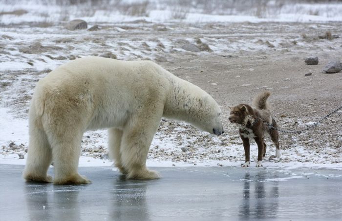 dog against a polar bear