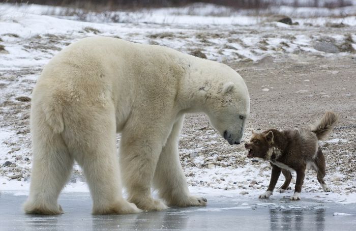 dog against a polar bear