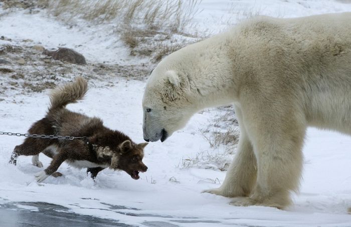 dog against a polar bear