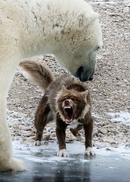 dog against a polar bear