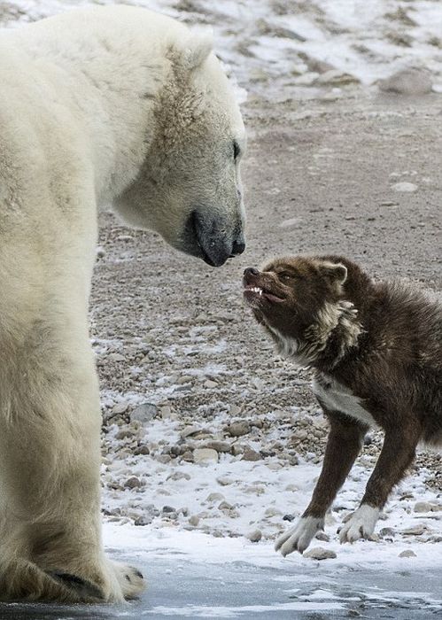 dog against a polar bear