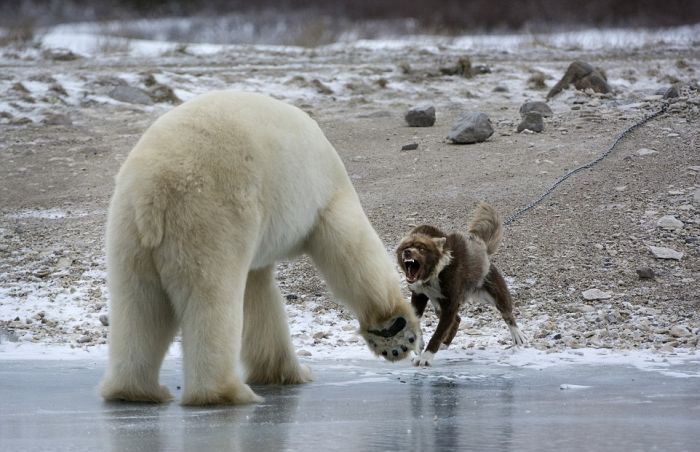 dog against a polar bear