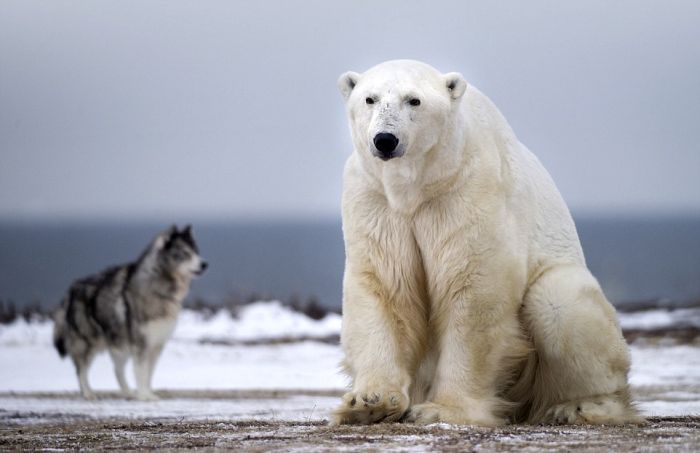 dog against a polar bear