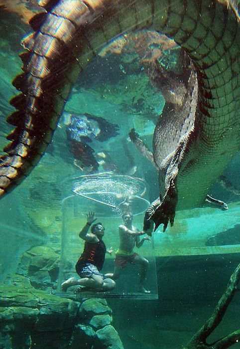 Cage of Death, Crocosaurus Cove Park, Darwin City, Australia