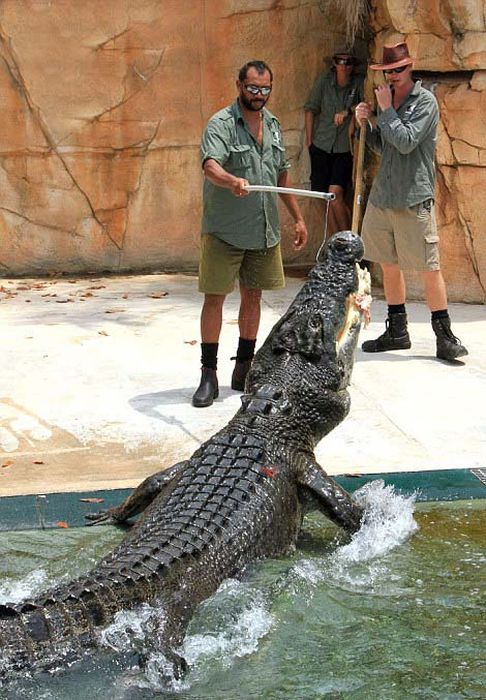 Cage of Death, Crocosaurus Cove Park, Darwin City, Australia