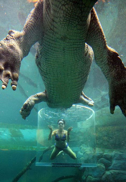 Cage of Death, Crocosaurus Cove Park, Darwin City, Australia