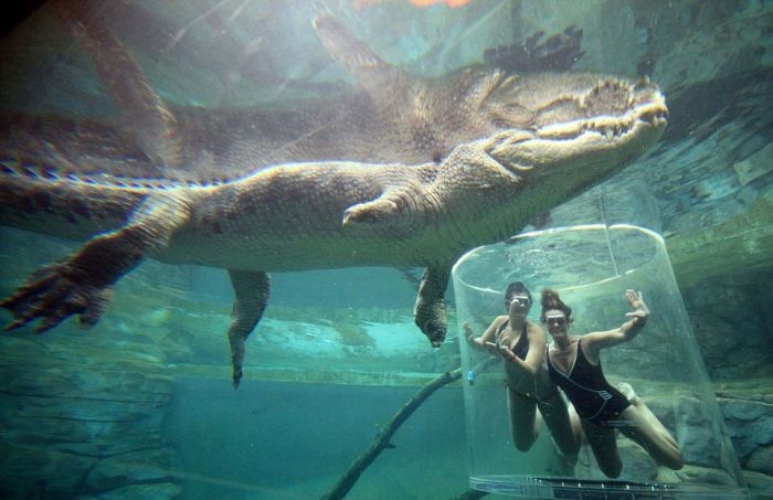 Cage of Death, Crocosaurus Cove Park, Darwin City, Australia