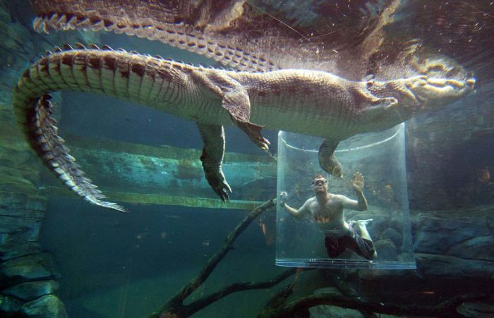 Cage of Death, Crocosaurus Cove Park, Darwin City, Australia