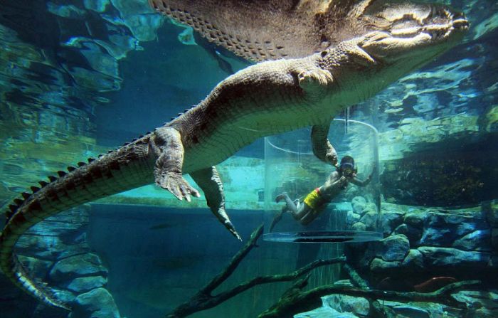 Cage of Death, Crocosaurus Cove Park, Darwin City, Australia