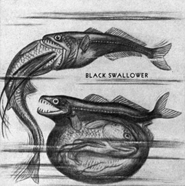 chiasmodon niger, black swallower deep sea fish