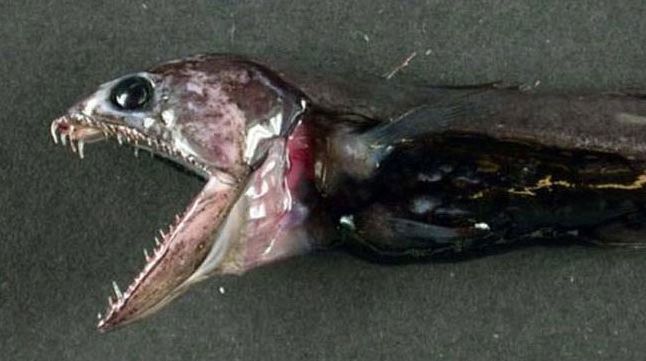 chiasmodon niger, black swallower deep sea fish