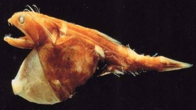 chiasmodon niger, black swallower deep sea fish