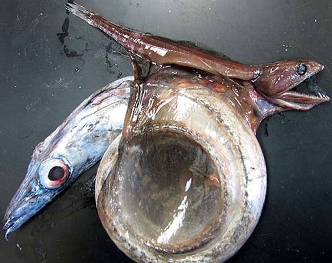 chiasmodon niger, black swallower deep sea fish
