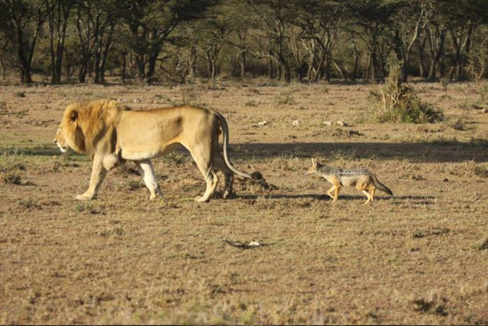 jackal teases a male lion