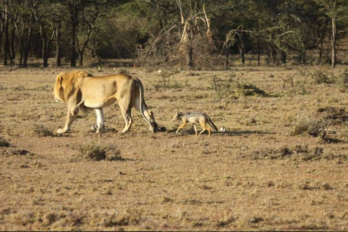 jackal teases a male lion