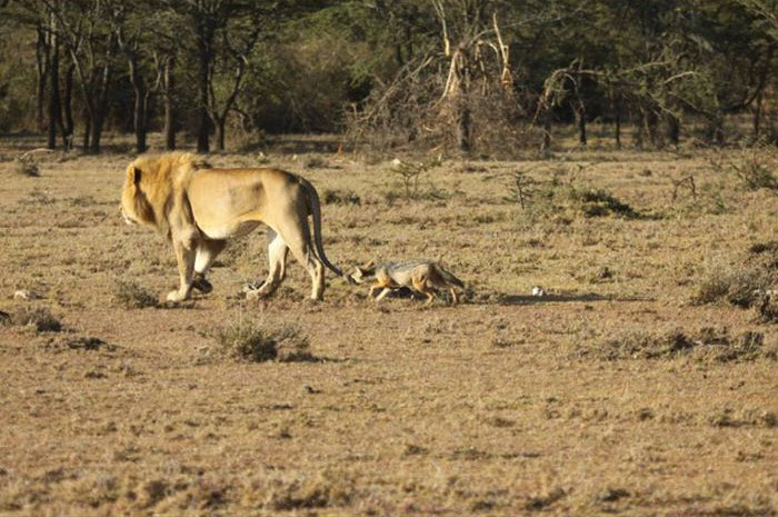 jackal teases a male lion