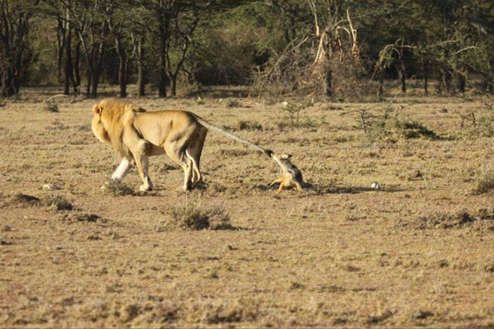 jackal teases a male lion