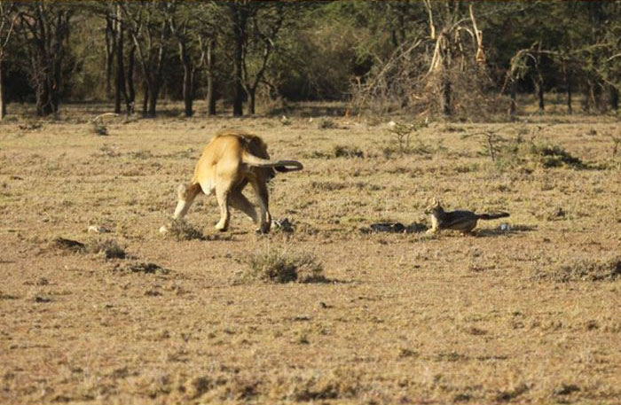 jackal teases a male lion