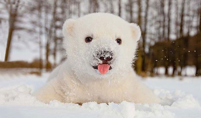 polar bear cub with a snow