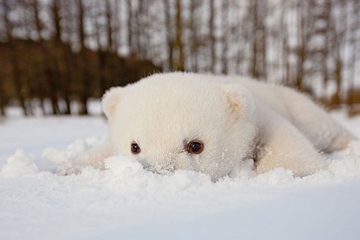 polar bear cub with a snow