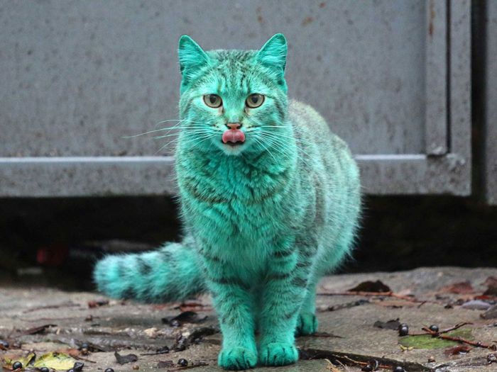 Green stray cat, Varna, Bulgaria