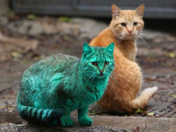 Green stray cat, Varna, Bulgaria