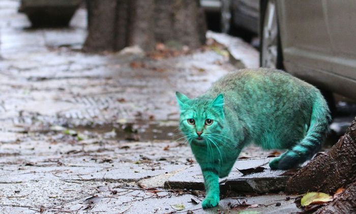 Green stray cat, Varna, Bulgaria