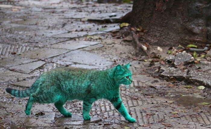 Green stray cat, Varna, Bulgaria