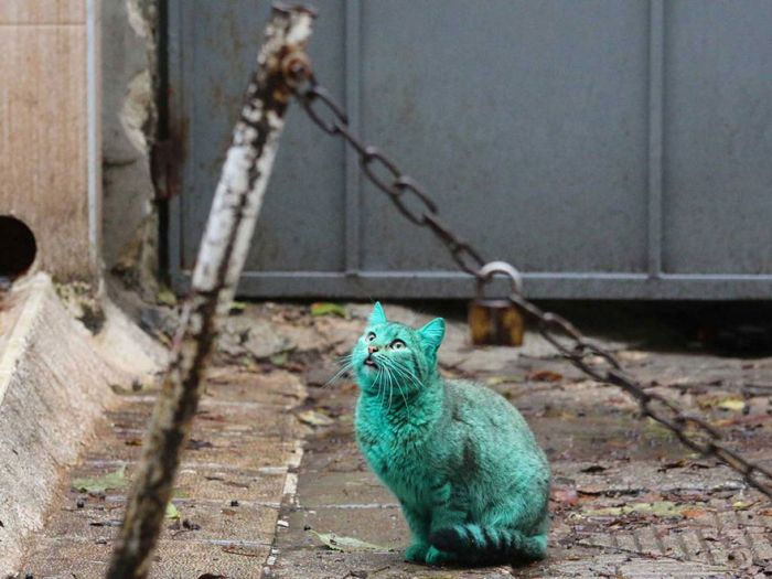 Green stray cat, Varna, Bulgaria