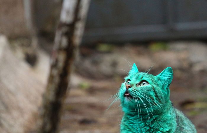 Green stray cat, Varna, Bulgaria