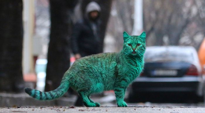 Green stray cat, Varna, Bulgaria