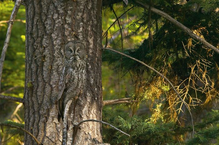 owl birds