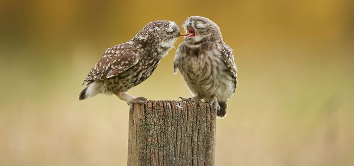 owl birds