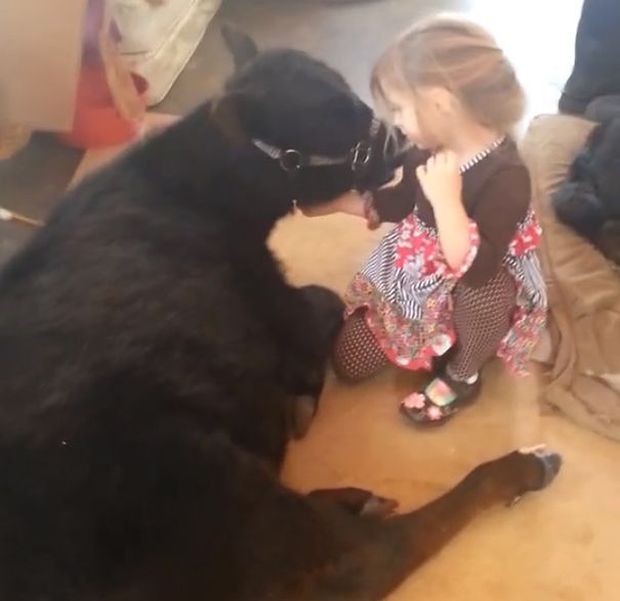 little girl with a baby cow