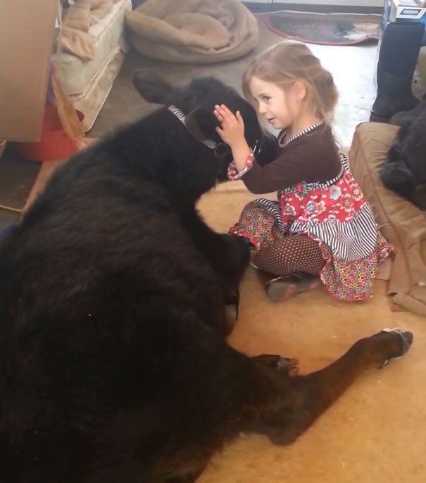 little girl with a baby cow