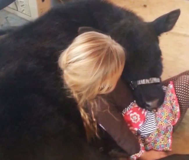 little girl with a baby cow