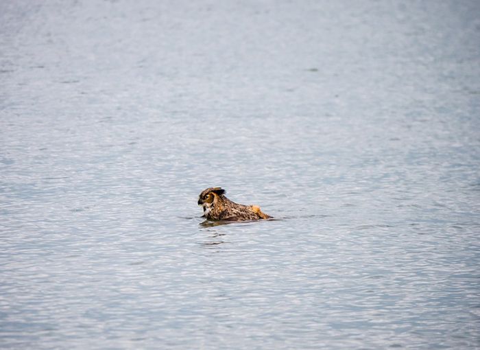 Swimming owl by Steve Spitzer, Lake Michigan, Loyola Park, Chicago, United States