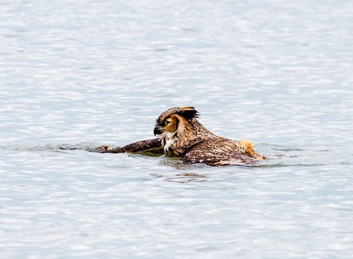 Swimming owl by Steve Spitzer, Lake Michigan, Loyola Park, Chicago, United States